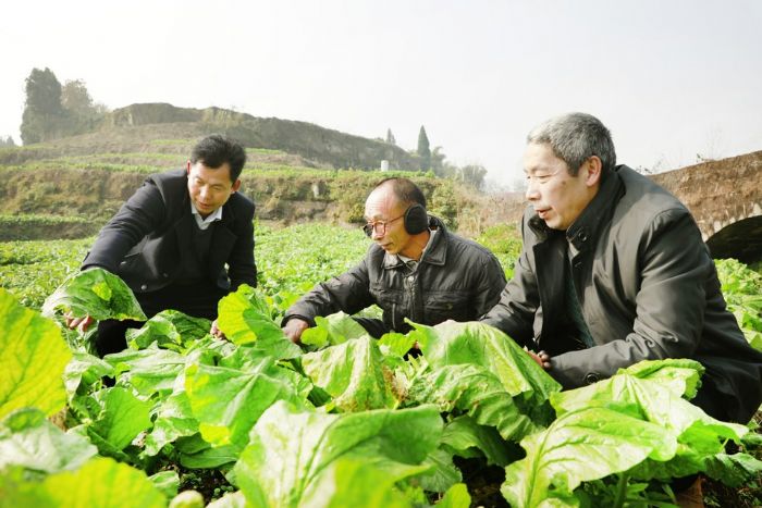 肖长瑞（右）、张洪伟（左）与贫困户一起讨论榨菜种植。
