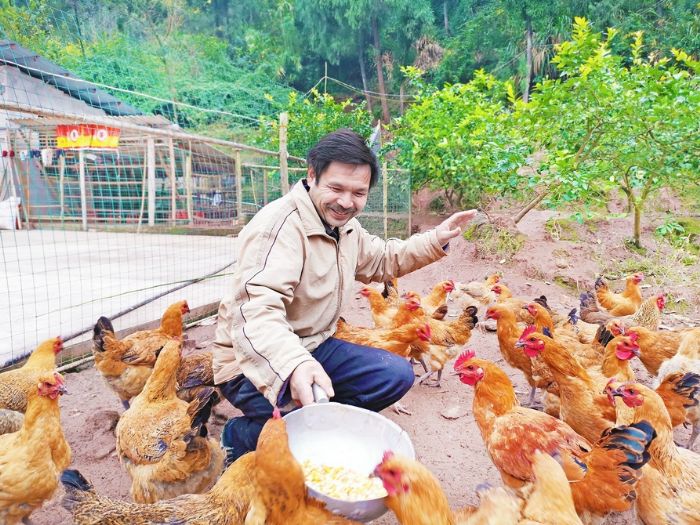 陈法奎满脸笑容地给鸡喂食。
