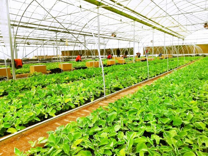 重庆科光潼农种苗有限公司的育种大棚。。
