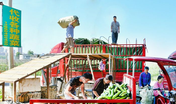 桂林街道双坝蔬菜基地，工人正将打包好的新鲜蔬菜装车，装备发往重庆主城。
