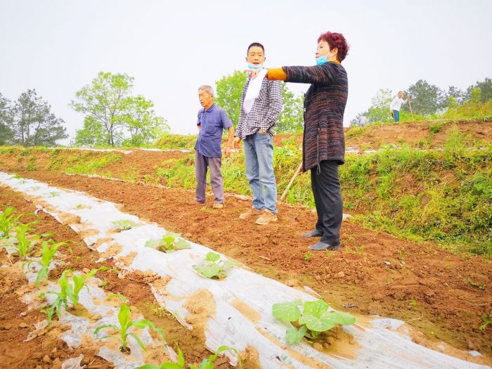 农技人员指导蔬菜种植。
