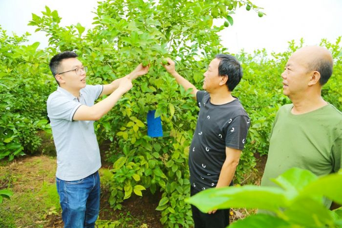 陈又麟在壹圣天农业发展有限公司柠檬种植基地察看柠檬种植及挂果情况。
