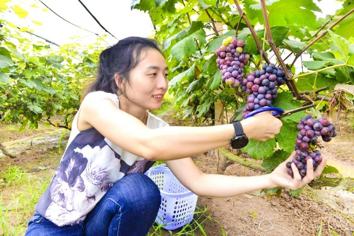 市民在采摘葡萄。
