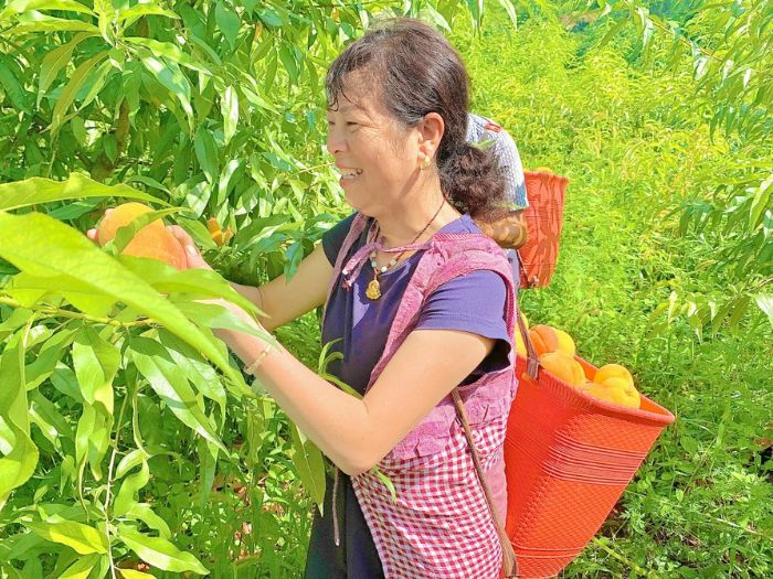村民采摘黄桃。
