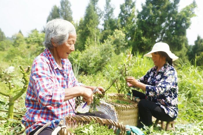 村民采摘花椒。