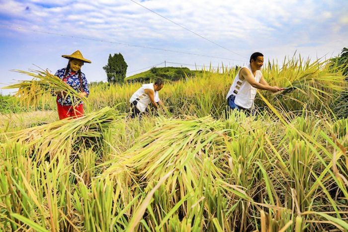 　　▶采风组成员与老农夫妇一起在田间收割稻谷，留下一张难忘的秋收照片。
