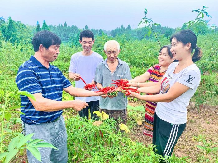 村民种植辣椒喜获丰收。
