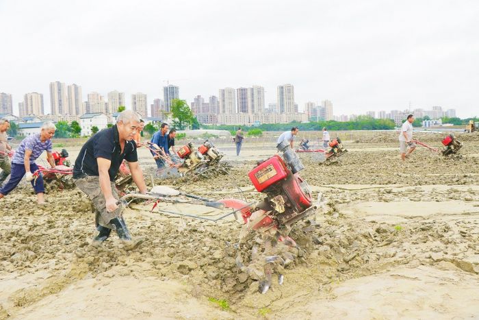 国庆期间，桂林街道组织农机手在双坝蔬菜基地翻耕土地。
