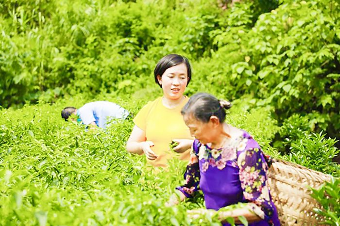 　　脱贫户在宝龙镇严寨村辣椒产业基地务工。
