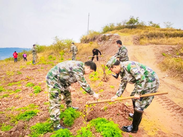 新胜镇种植李子树。
