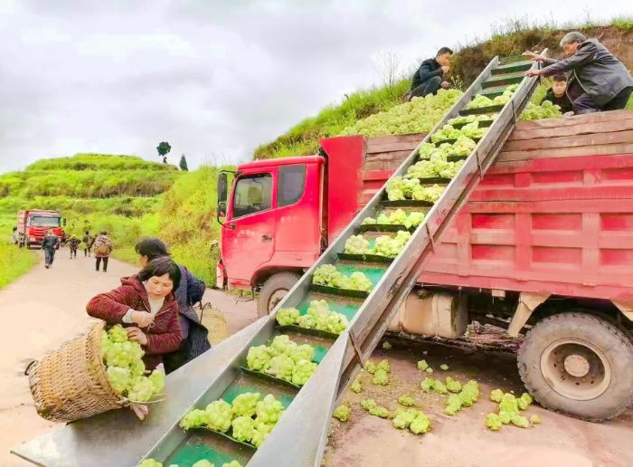 村民装载榨菜。
