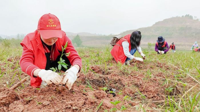 青年党员干部在花沟村栽花椒。
