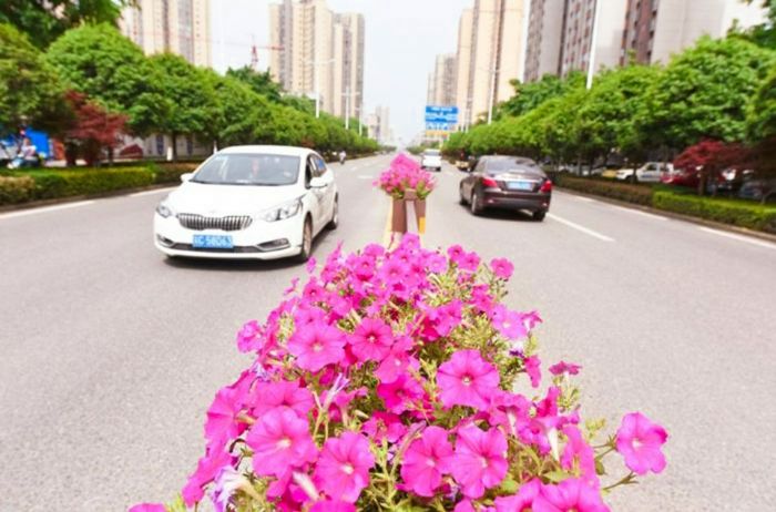 娇艳的花朵为城市道路添彩。
