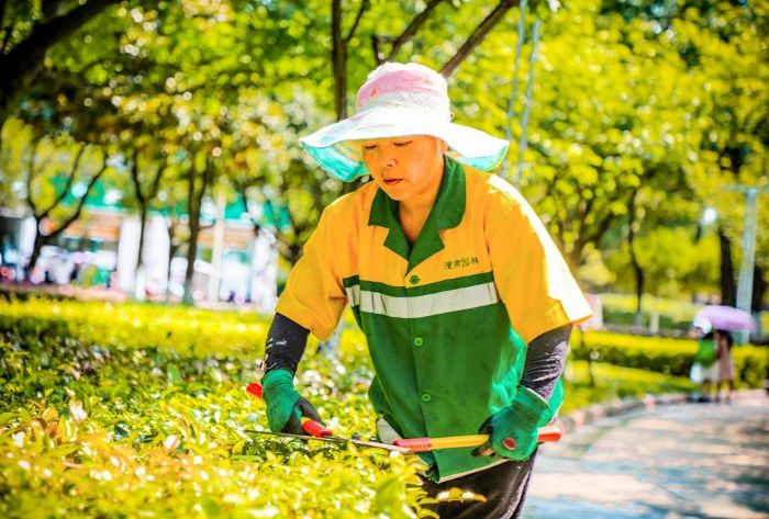园林工人挥汗守护城市的绿意荫凉。
