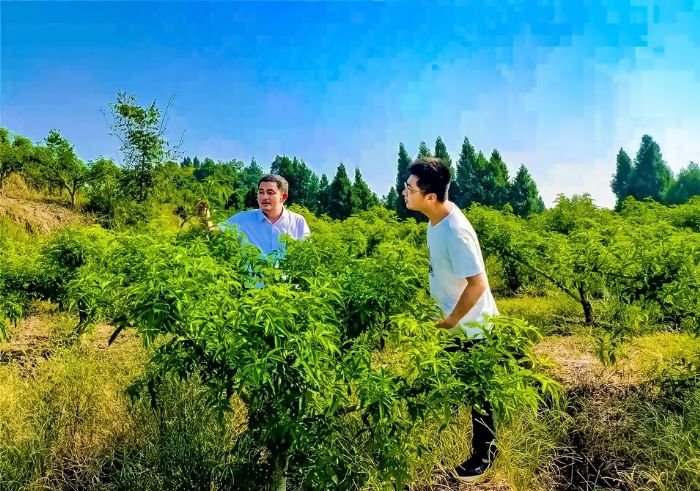 林业技术人员指导种植户管理花椒。
