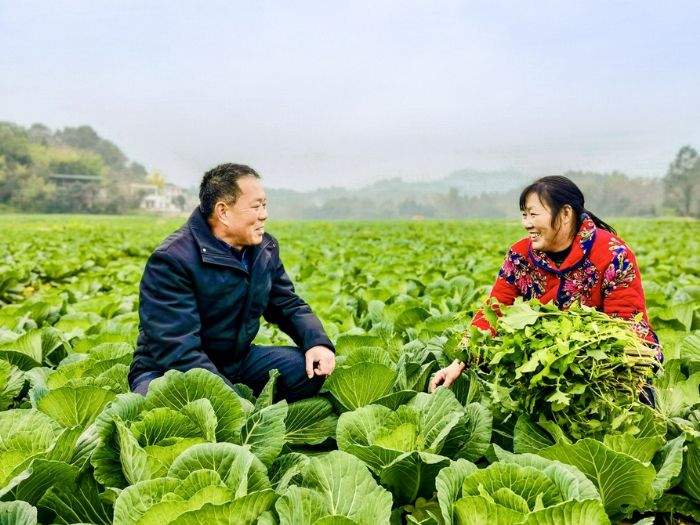 沈志仁（左）在蔬菜基地了解农产品销售情况。
