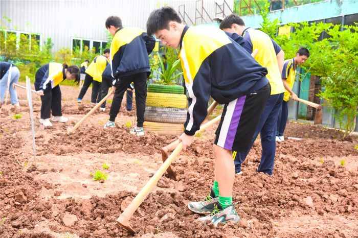 学生在田间锄地。
