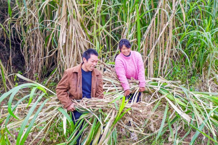 张李琴和家人一起收割牧草。

