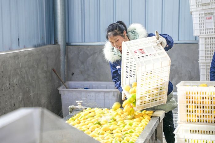 工人清洗鲜柠檬。
