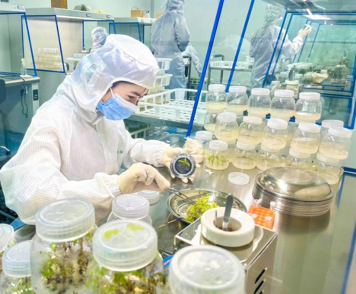 科研人员在实验室培育种苗。
