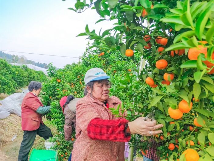 村民采摘砂糖橘。
