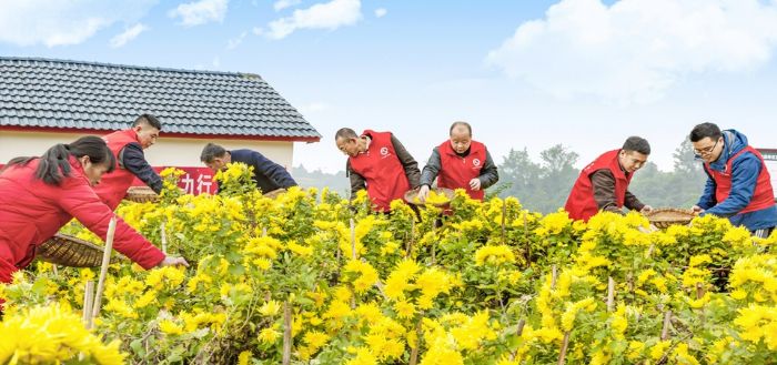 志愿者在种植基地帮助采收金丝皇菊。特约摄影张斌
