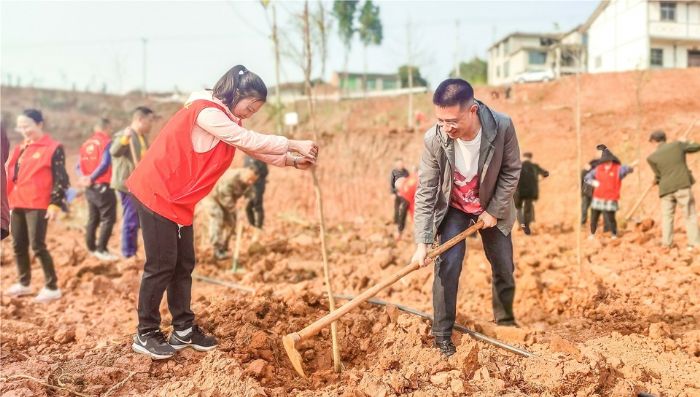 双江镇党员干部栽种油茶树。
