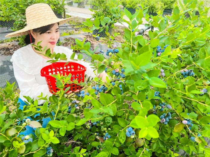 市民在蓝莓园采摘成熟的蓝莓。
