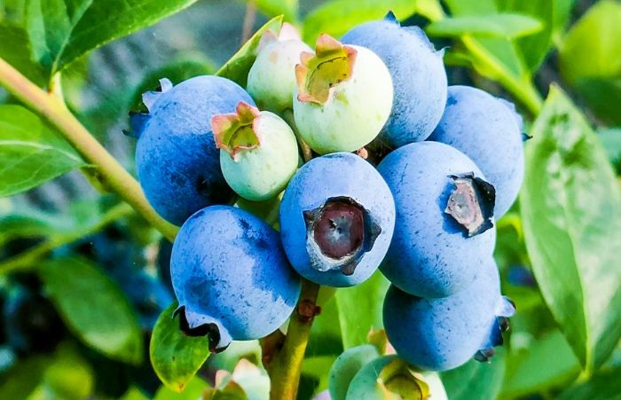 蓝宝石般的蓝莓挂满枝头。
