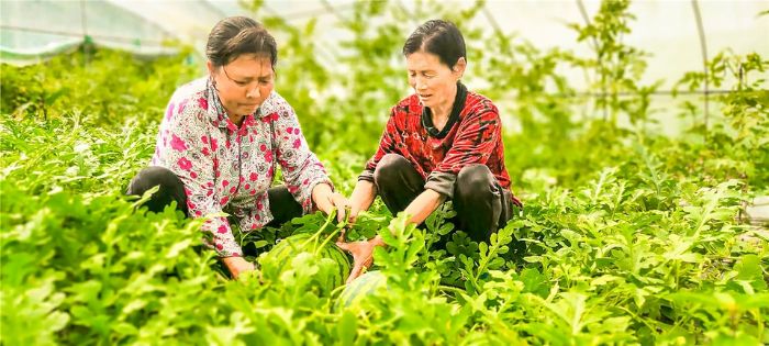 村民在采收西瓜。
