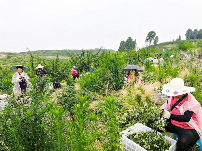 村民在采收花椒。
