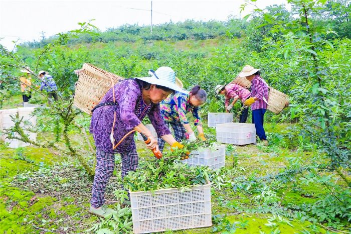 采收花椒。
