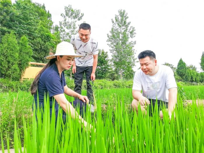 张银（左）查看水稻长势。
