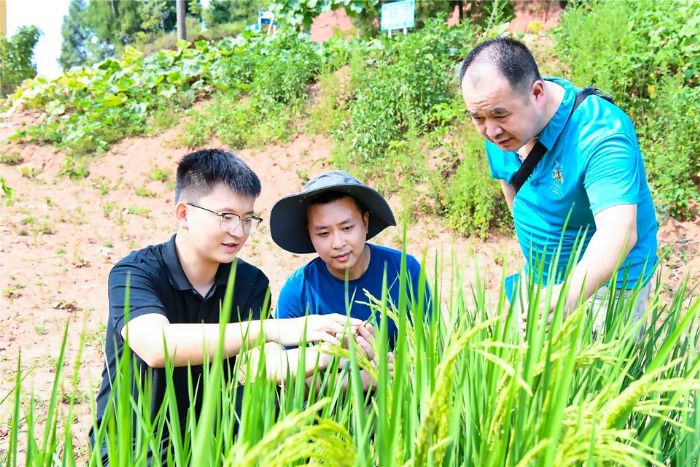 农技专家察看稻穗生长情况。
