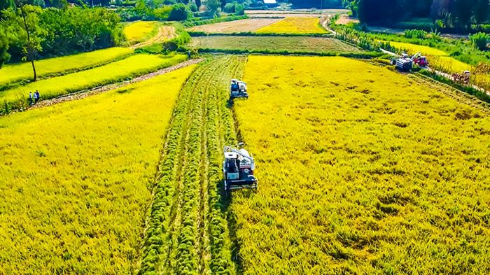 龙形镇经堂村农机手驾驶收割机收割水稻。

