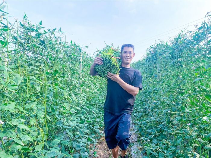 种植大户采收蔬菜。
