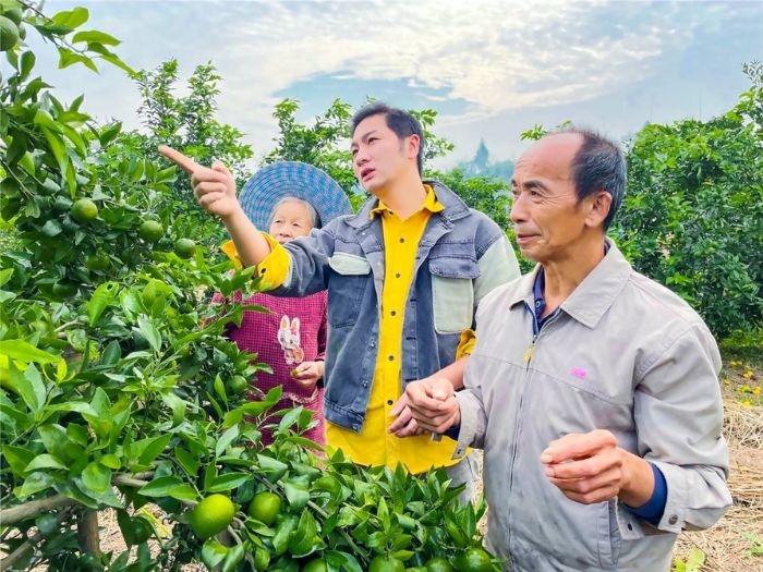 　　周呈印对农民柑橘种植进行技术指导。
