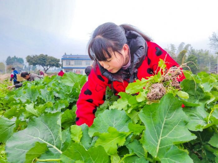 村民除杂株。
