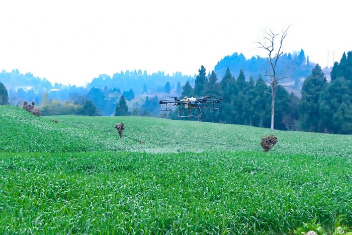 植保无人机喷洒农药。

