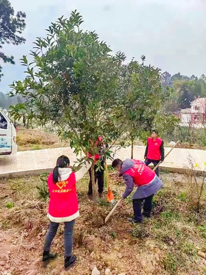 新胜镇干部职工通力协作，栽种下棵棵绿树。
