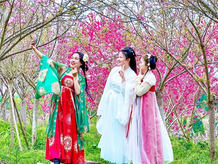 游客身着汉服在樱花基地拍照打卡。
