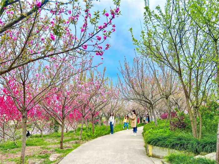 游客在五郎村龙家沟踏春赏花。
