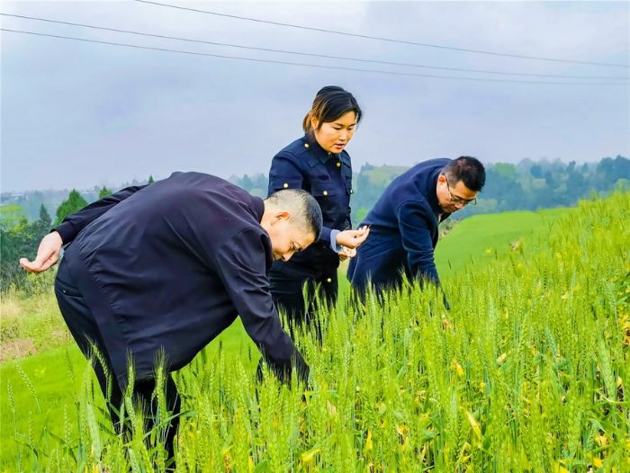 值保人员实地查看小麦病虫害发生情况。
