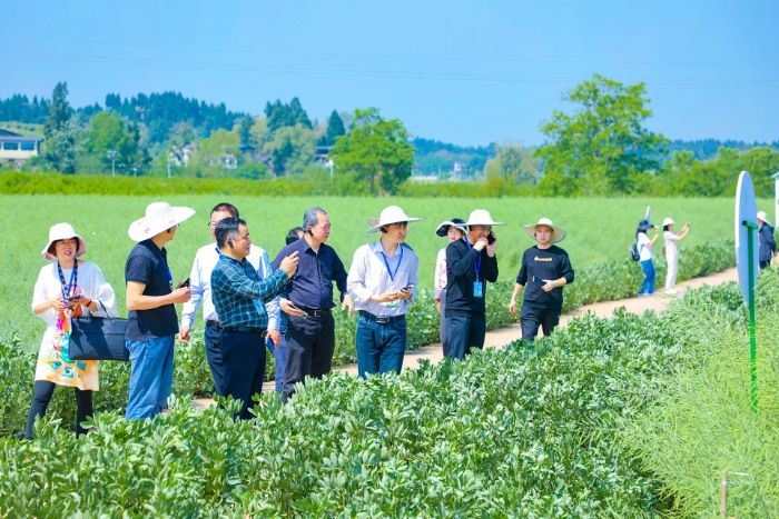 　　观摩团在柏梓镇郭坡村的重庆市油菜品种技术创新成果展示基地参观最新油菜技术产品。
