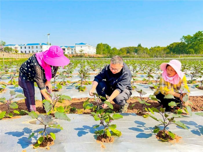 　　农技专家指导村民种植茄子。
