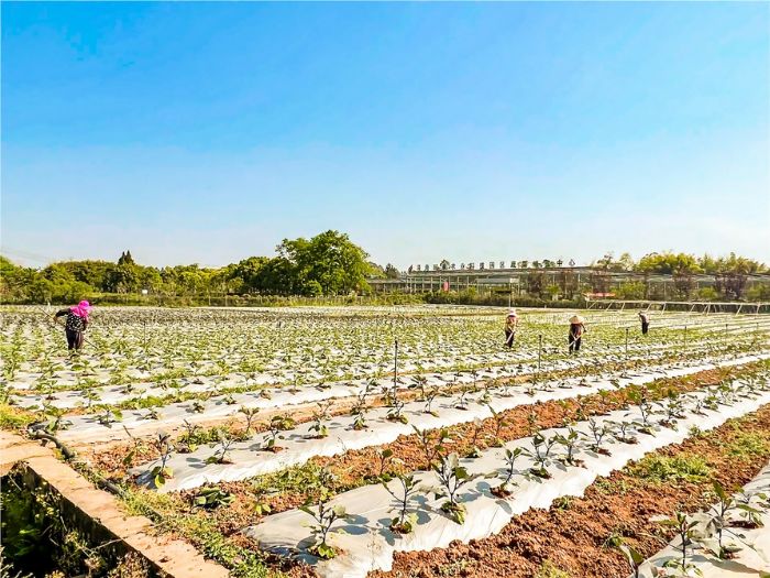 村民在蔬菜基地松土除草。
