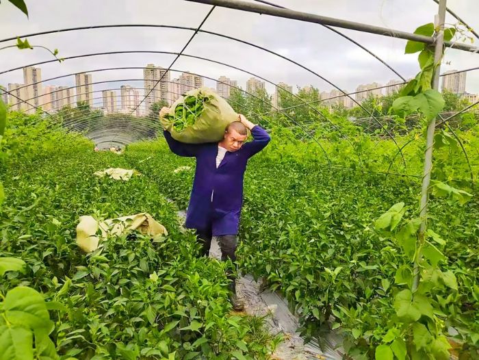 蔬菜基地工人采摘成熟蔬菜。
