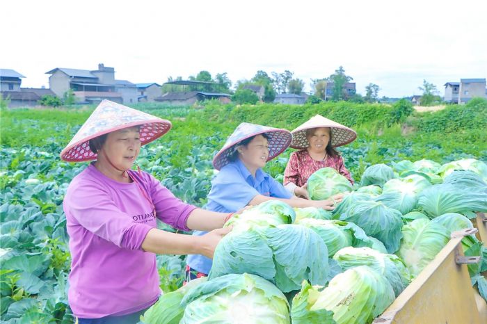 村民采收大白菜。
