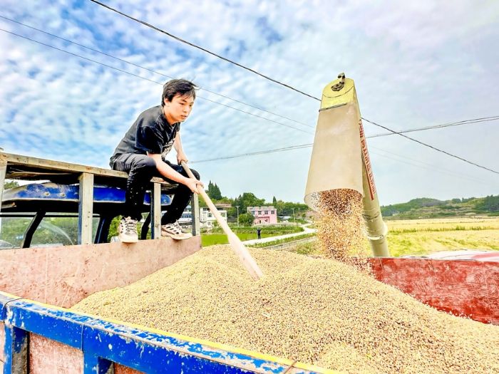 赵凯收割小麦。

