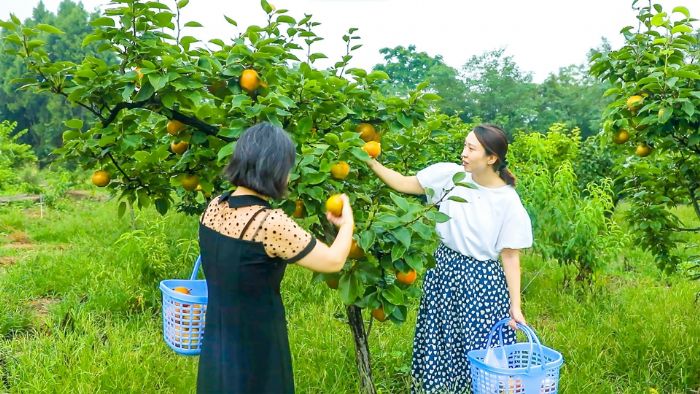 游客在果园采摘密梨。
